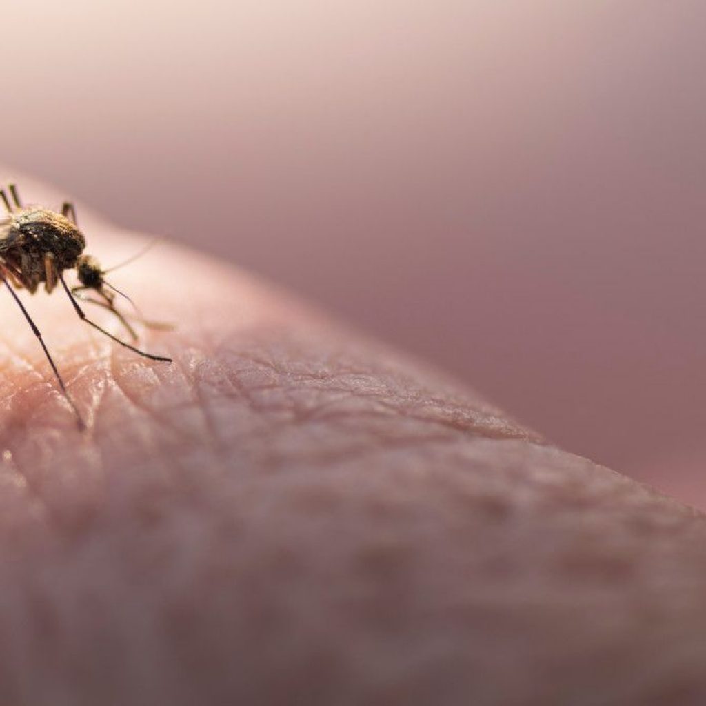 6 Cara Ini Cegah Digigit Nyamuk di Rumah Sendiri