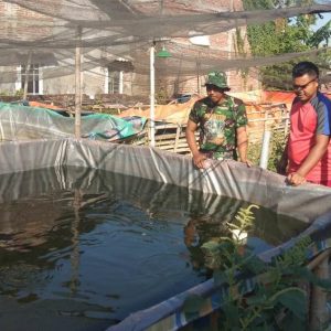 TNI Juga Ajarkan Ternak Ikan Lele Yang Benar