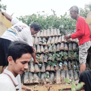 Kelompok Tani Muba Terima Bantuan Bibit Karet 