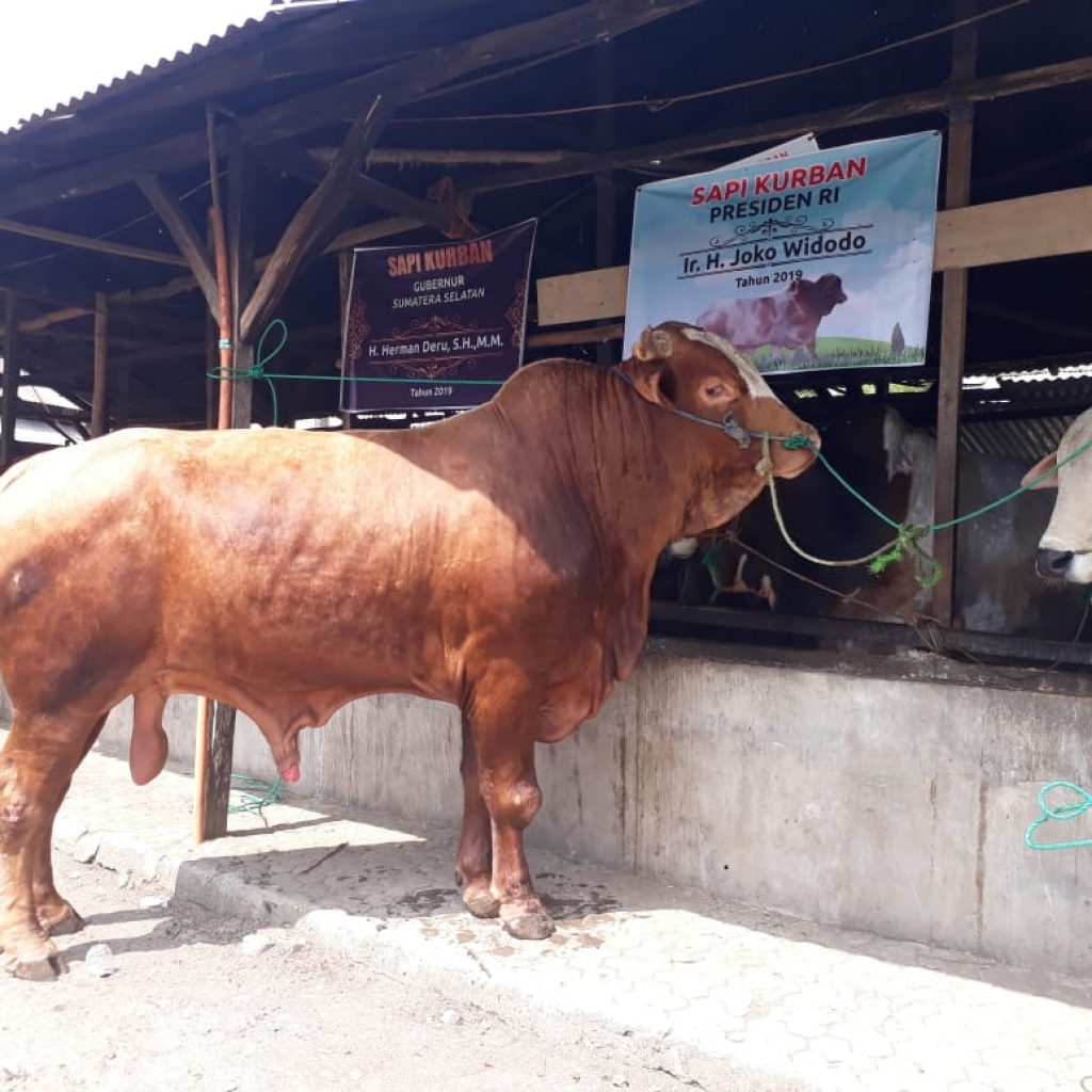 Sapi Seberat 1.1 Ton Akan Dikurbankan Gubernur Sumsel di Hari Raya