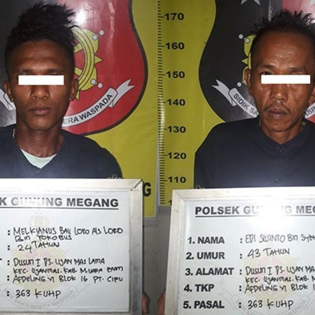 Curi Buah Sawit, Dua Orang Karyawan PT CIFU Di Ciduk Polisi