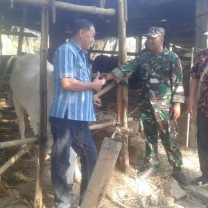 TNI Ajak Warga Untuk Beternak Sapi