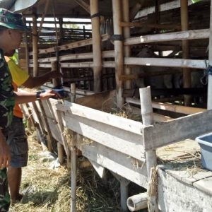 Tularkan Ilmu Beternak Kambing ke Warga Desa Sasaran TMMD