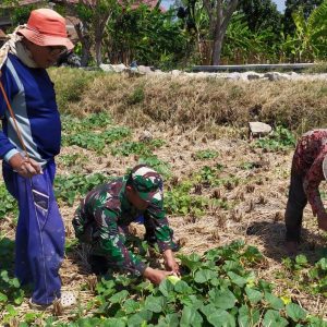 TNI Dorong Warga Sasaran TMMD Budidaya Blewah