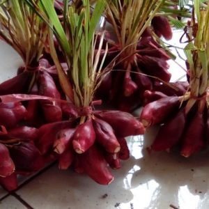 Beberapa Manfaat Bawang Dayak untuk Kesehatan