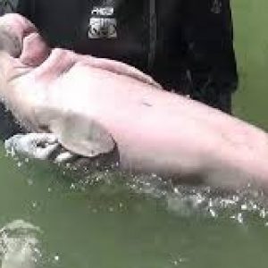 Perut Penuh Sampah Plastik, Bayi Ikan Duyung di Thailand Tewas