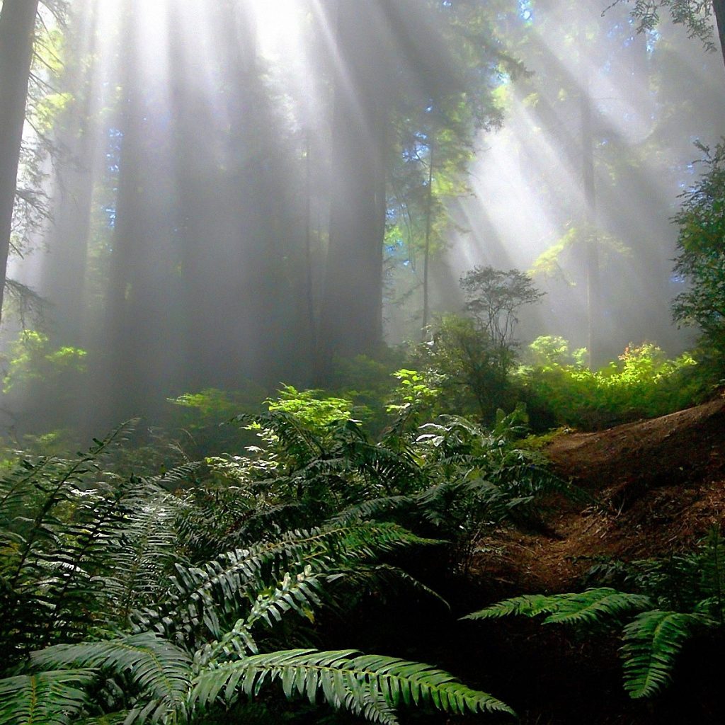 KLHK Alokasikan Rp 1,01 Triliun Bantu Masyarakat dan Petani Hutan Terdampak Covid-19