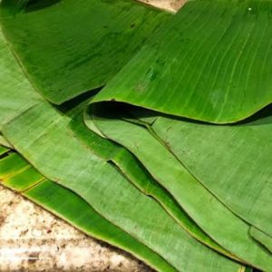 Tak Gunakan Plastik, Pemkot Palembang Ajak Masyarakat Beralih ke Daun Pisang Untuk Wadah Daging Kurban
