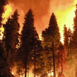 1 Juta Mil Hutan Afrika Terbakar, Dunia Hanya Fokus ke Amazon