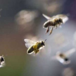 Lebah Ganggu Penerbangan Pesawat Air India