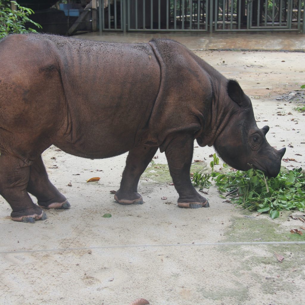 Badak Sumatera Tinggal 70 Ekor, Pakar IPB: Perlu Program Darurat