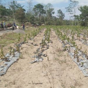 “Istirahatnya” Lahan di Desa Sasaran, Untungkan TMMD Sangup