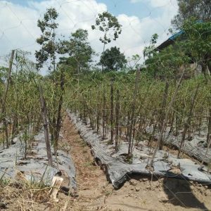 Berharap TNI Bantu Bibit Cabe