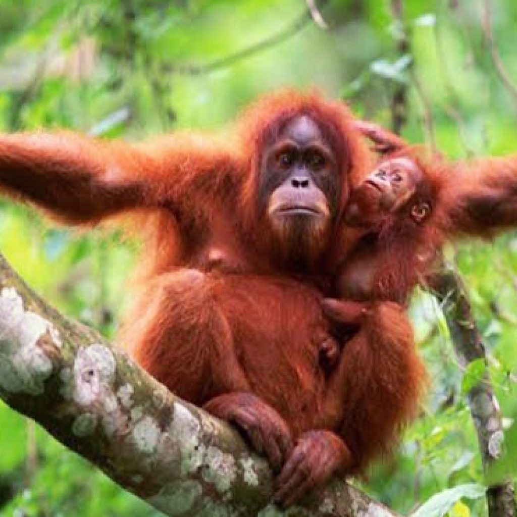 37 Orang Utan Terkena ISPA, Akibat Asap di Palangkaraya