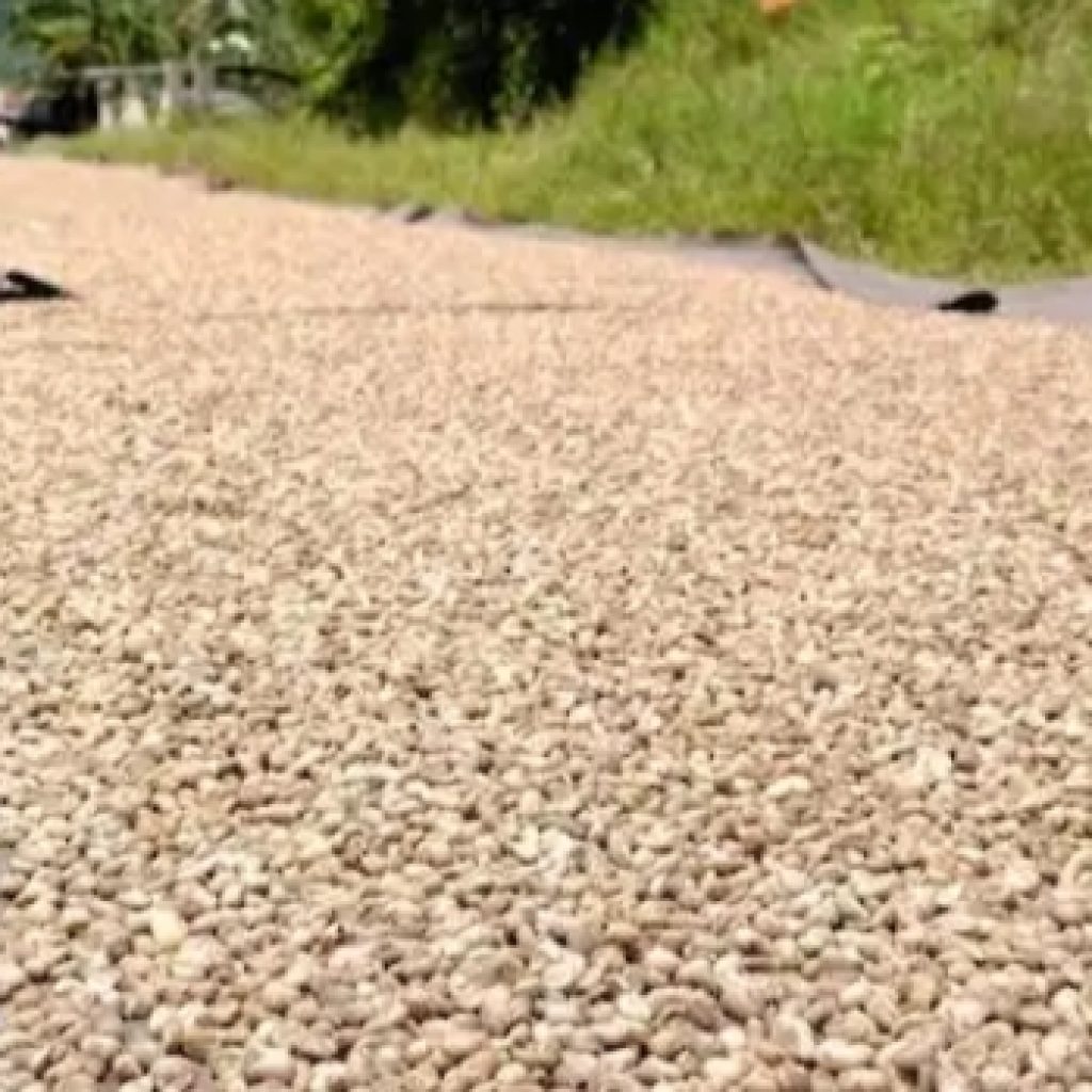 Ini Penyebab Kualitas Kopi Menurun