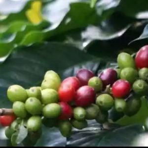 Harga Anjlok, Petani Kopi di Muara Enim Mengeluh