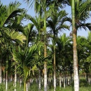 Sumsel Akan Kembangkan Pohon Aren