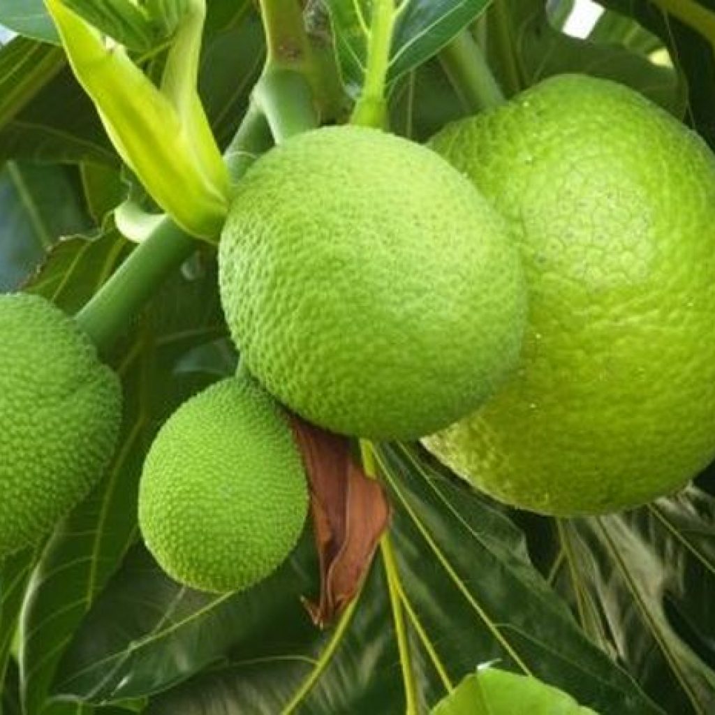 Ini 5 Manfaat Buah Sukun yang Jarang Diketahui