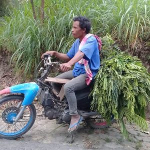 Bantu TMMD Wajib, Mencari Rumput Untuk Ternak Harus