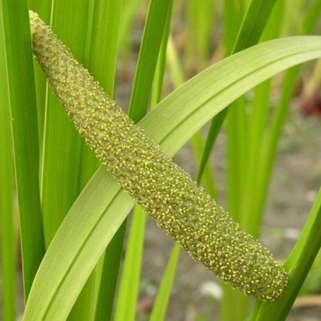 Dlingo, Tanaman Herbal Mirip Daun Pandan Dengan Segudang Keistimewaan