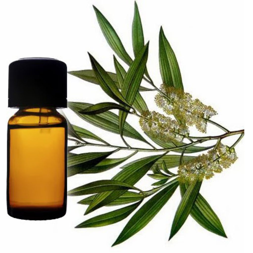 Mengenal Segudang Manfaat Minyak Kayu Putih