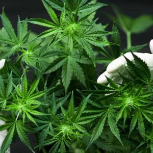 Malaysia Bakal Izinkan Warga Tanam Ganja untuk Pengobatan