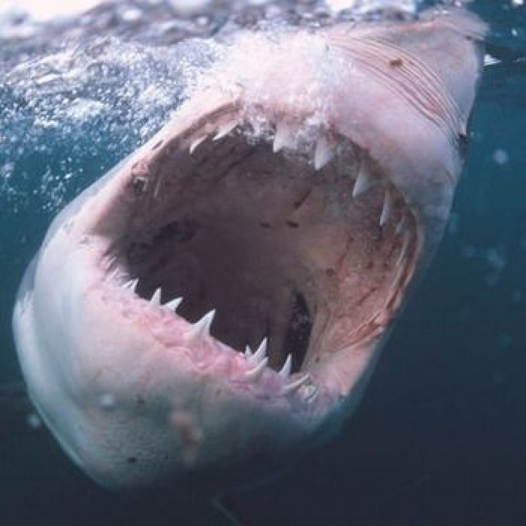 Terluka Parah, Turis Prancis Diserang Ikan Hiu