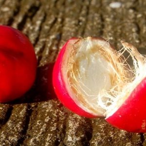 Benarkah Mahkota Dewa Ampuh untuk Mengobati Berbagai Penyakit?