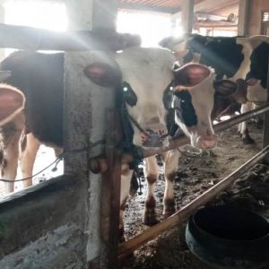 Pasca TMMD, Potensi Sapi di Sangup Akan Melejit