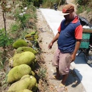 Jalan Dibangun TNI, Angkut Panenan Nangka Lancar