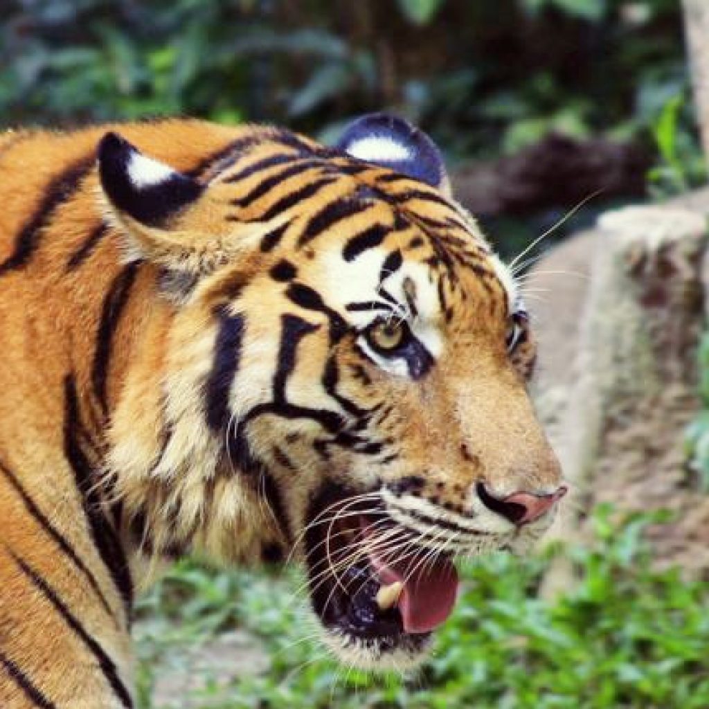 Polisi Minta Taman Wisata Gunung Dempo Ditutup Sementara, Pasca Pengunjung Diserang Harimau
