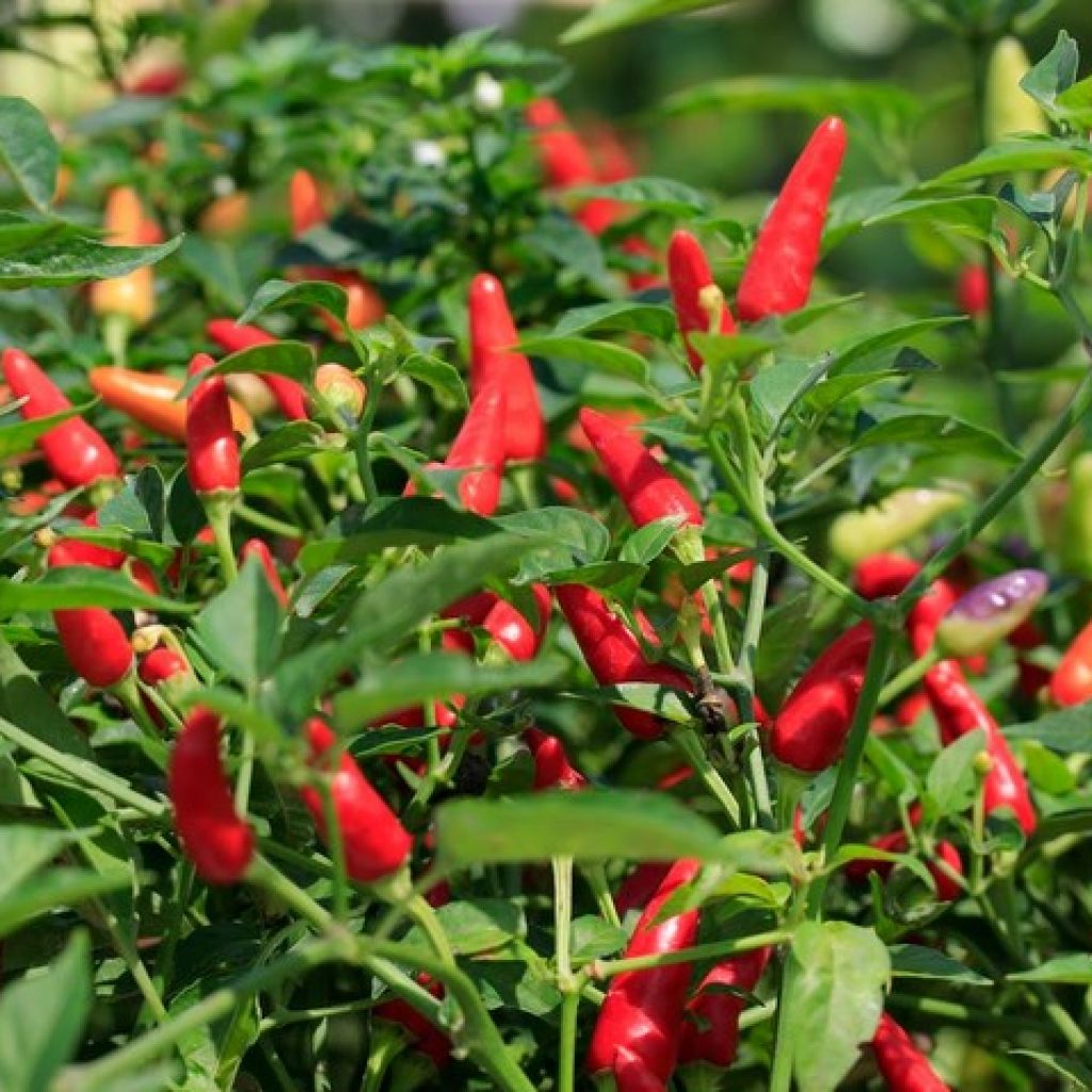 Manfaat Cabe Rawit Untuk Pengobatan