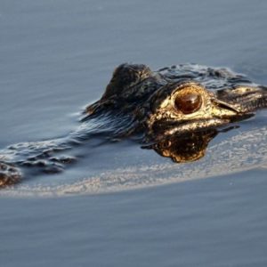 Pria Colok Mata Buaya Supaya Lolos Dari Terkaman