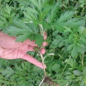 Merngenal Daun Baru Cina?