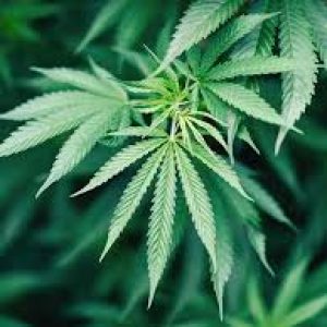 Inggris Akui Obat Berbahan Ganja Sembuhkan Epilepsi Anak