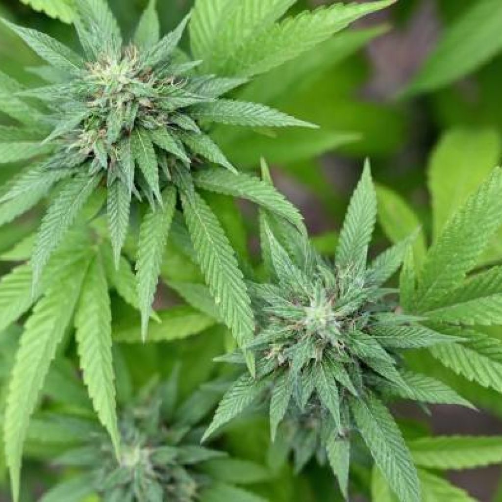 Mengisap Ganja Apakah Sama Efeknya Dengan,,Memasak Daun Ganja?