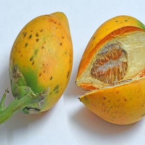Buah pinang Dan Manfaat Nya