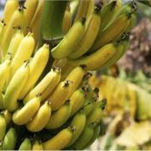 Ternyata Warna Pisang Memberikan Manfaat yang Berbeda Bagi Kesehatan