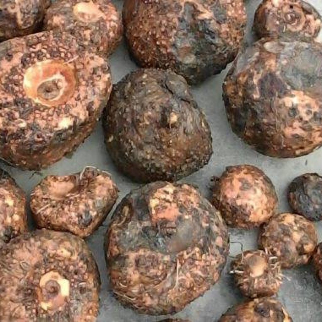 11 Manfaat Porang bagi Kesehatan Tubuh