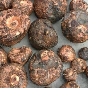 11 Manfaat Porang bagi Kesehatan Tubuh