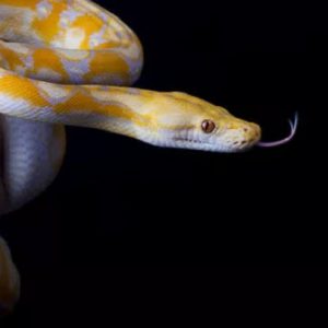 Wanita AS Tewas dengan Leher Dililit Sanca Kembang