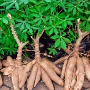 Beberapa Manfaat Kesehatan Daun Singkong yang Perlu Anda Tahu