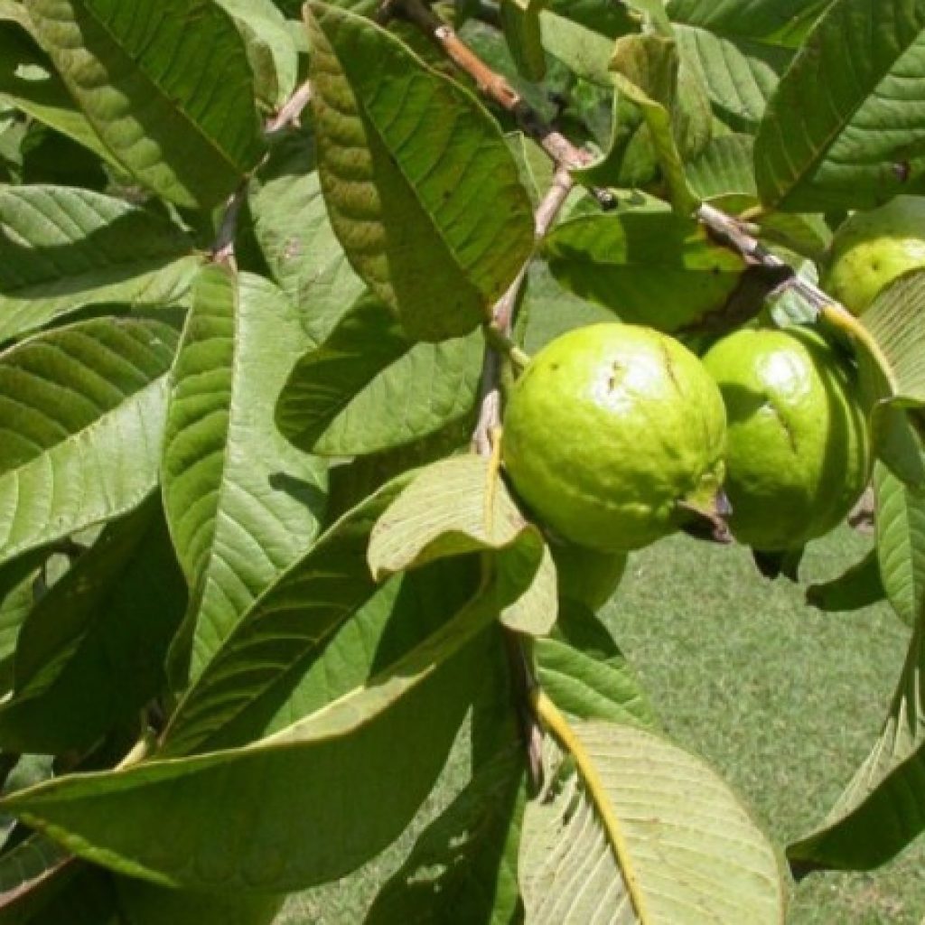 Ini 15 Manfaat Daun Jambu Biji bagi Kesehatan