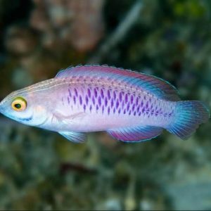 Ikan Wakanda dan Temuan 71 Spesies Hewan-Tumbuhan Baru 2019