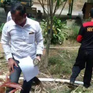 Desa Singapure Kabupaten Lahat, Disatroni Harimau