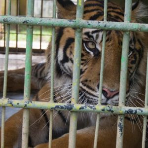 Harimau Terjebak dalam Truk,Dengan Kondisi Memprihatinkan