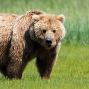 Petani OKU Tewas, Usai Diserang Beruang