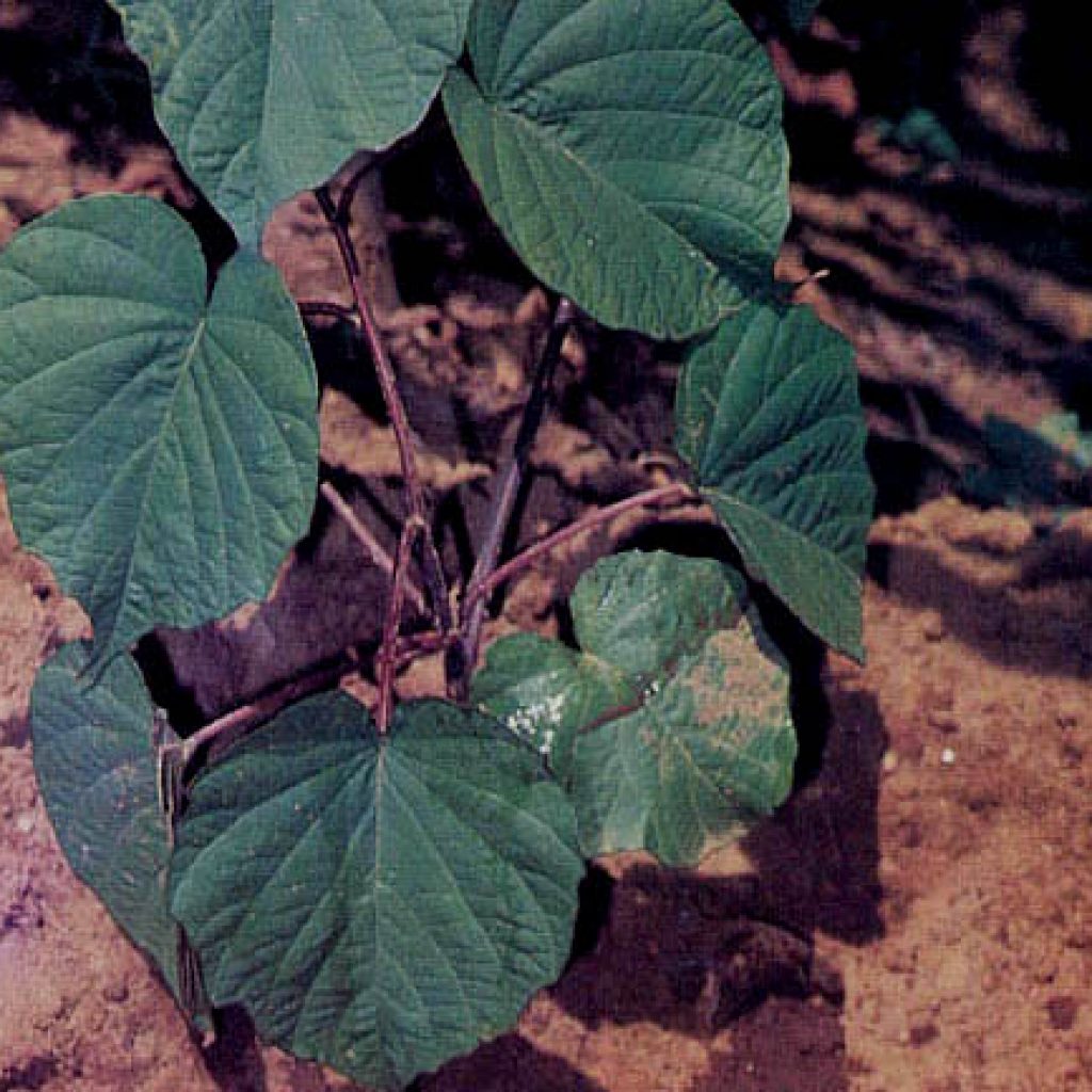 Manfaat Tumbuhan Bidara Upas Liar