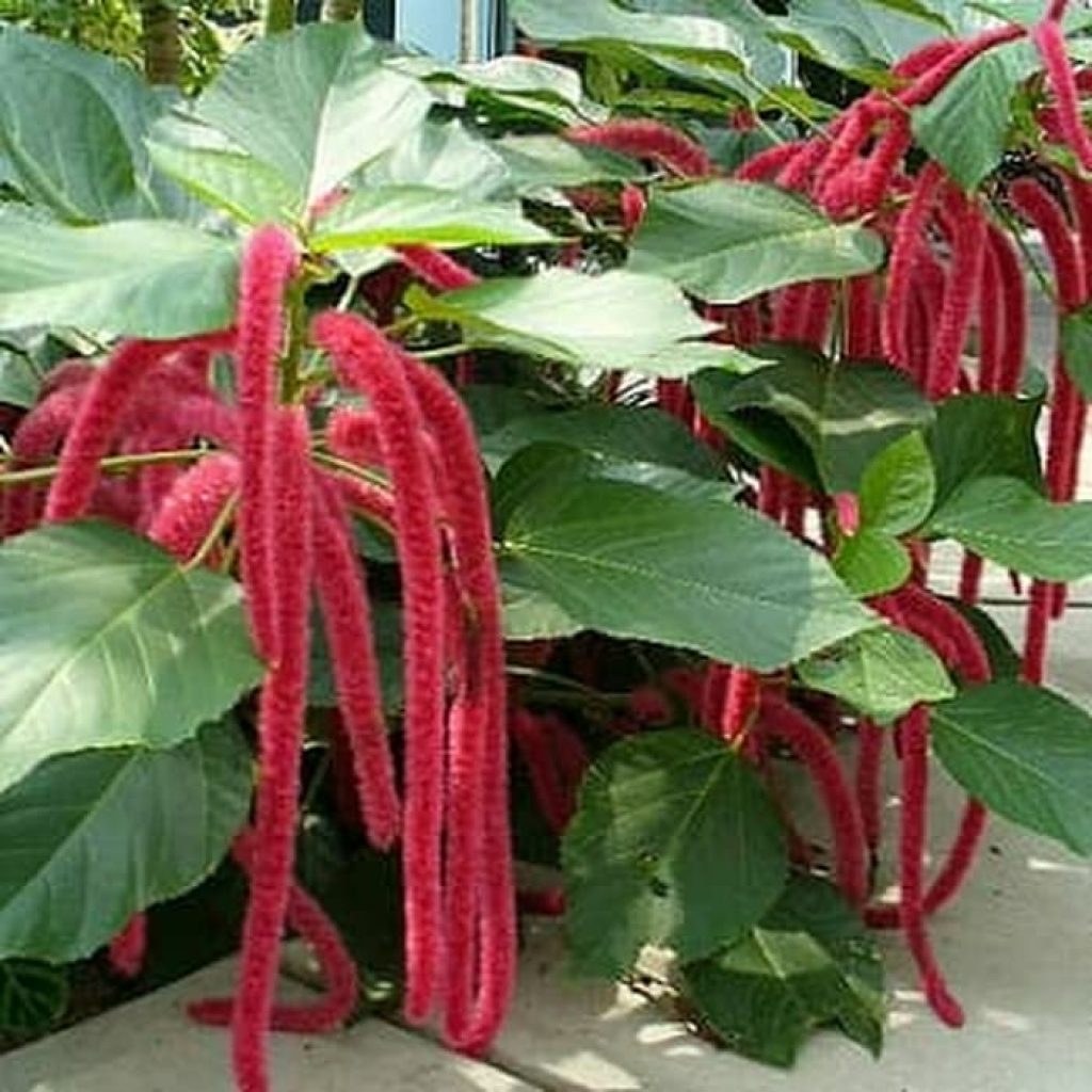 Pengobatan Alternatif Dengan Tanaman Ekor Kucing