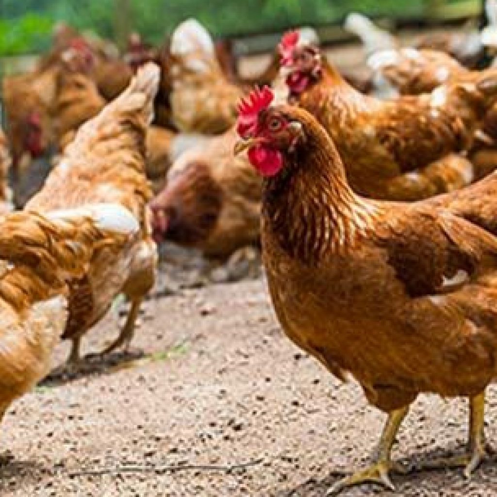 Ratusan Unggas Milik Peternakan Warga Palembang Mati, Akibat Flu Burung